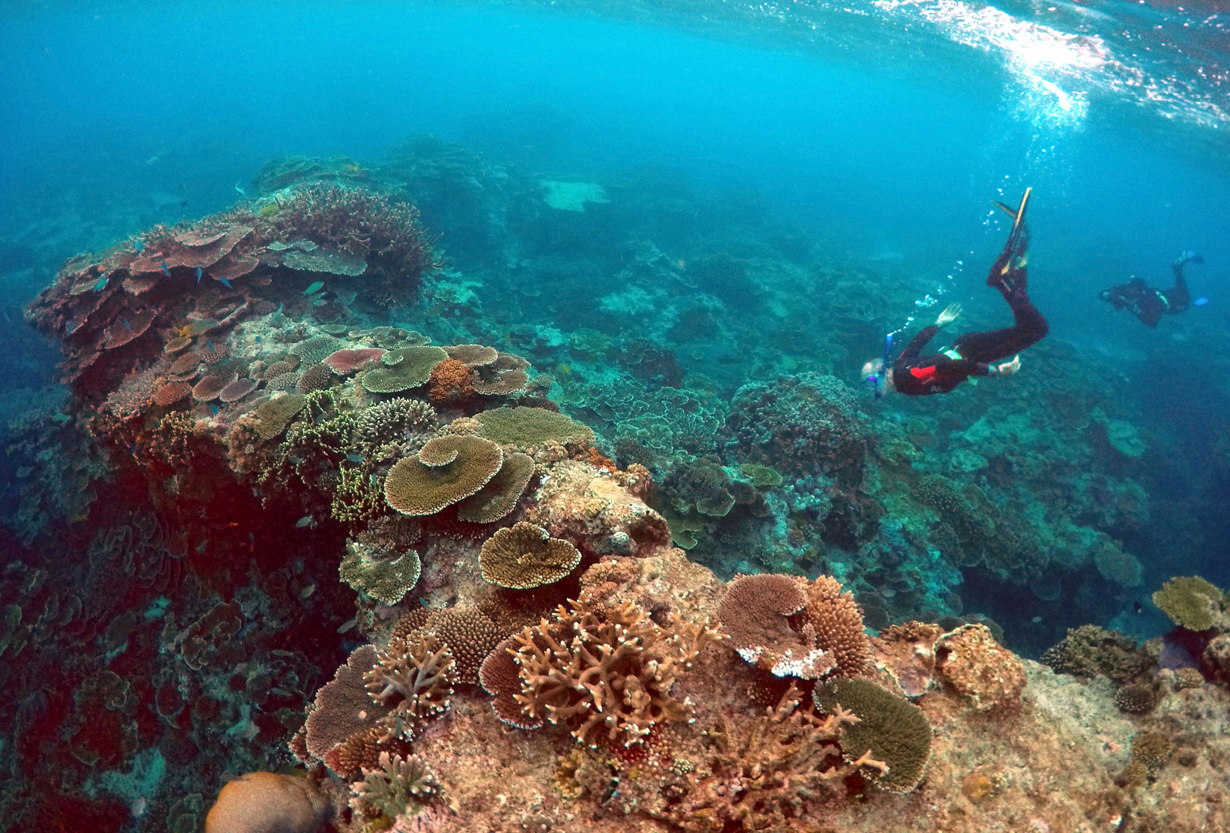 Coral Reef Bleaching Event Climate Change