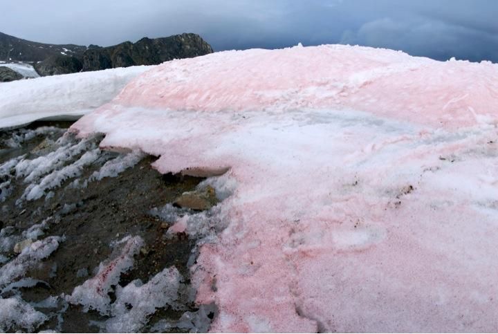 red-snow