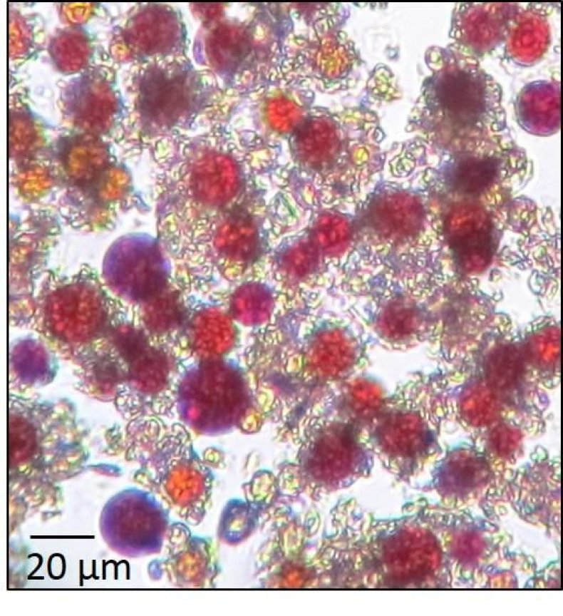 close-up-red-algae
