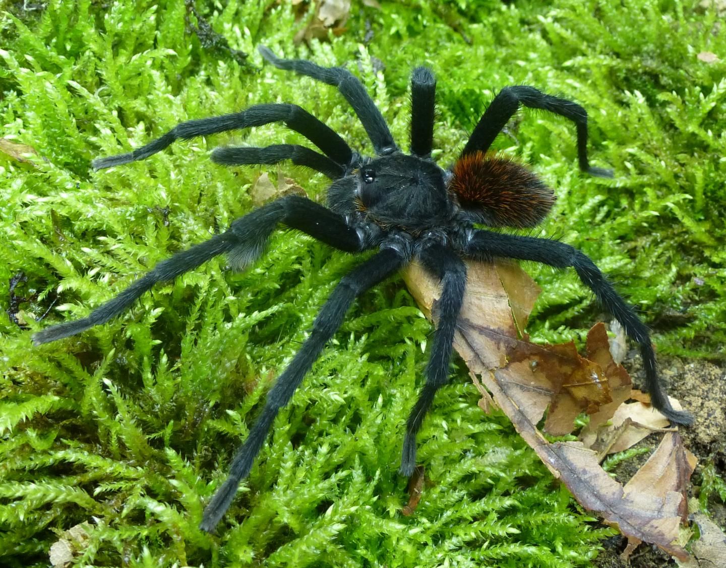 new-tarantula