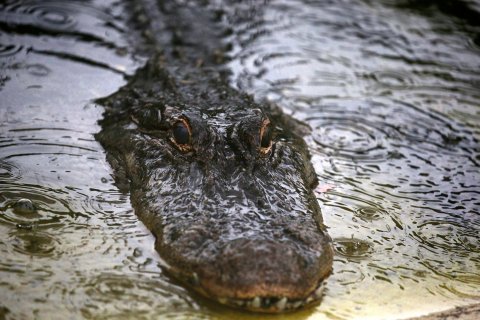 07_01_florida_alligators_01