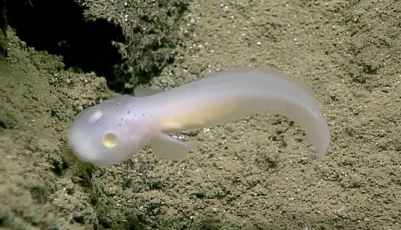 Ghostly Fish Seen Alive in Deep Ocean for First Time