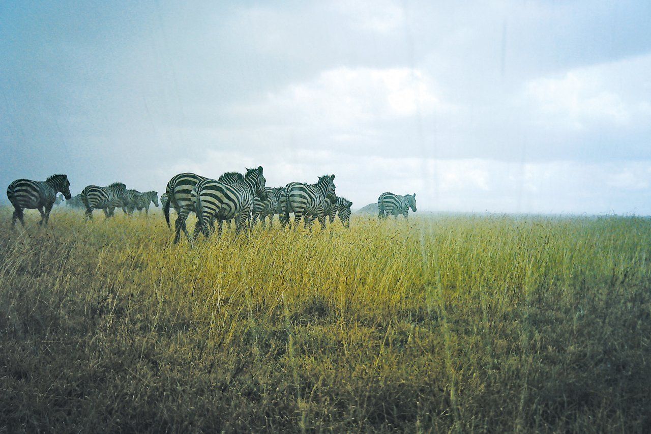 Snapshot Serengeti