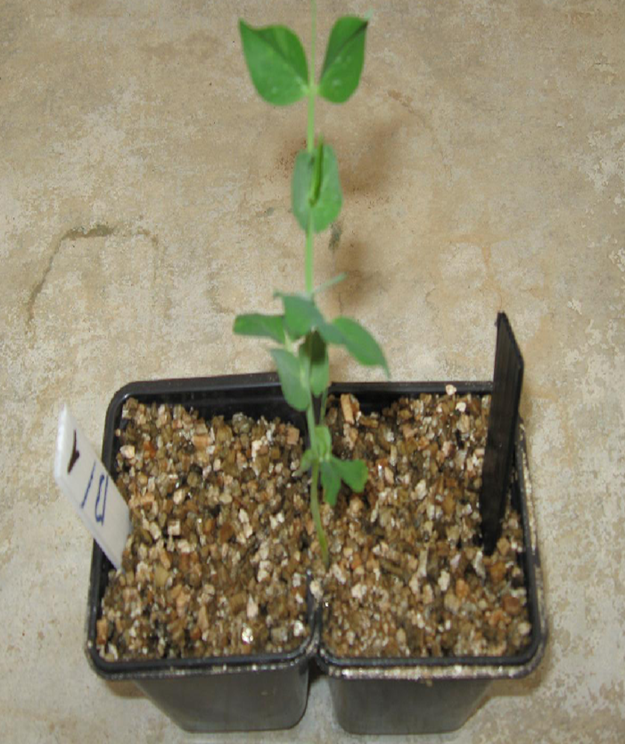 pea-plant