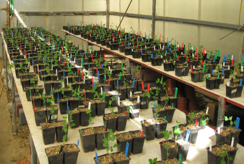 pea-plants