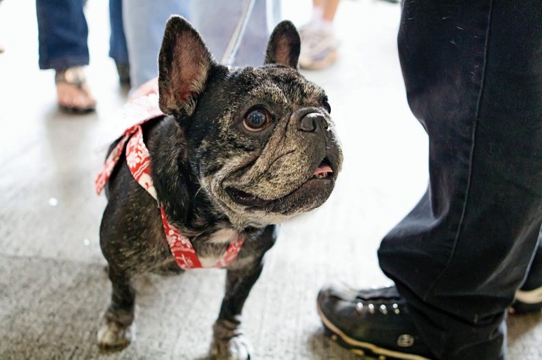 Bulldog