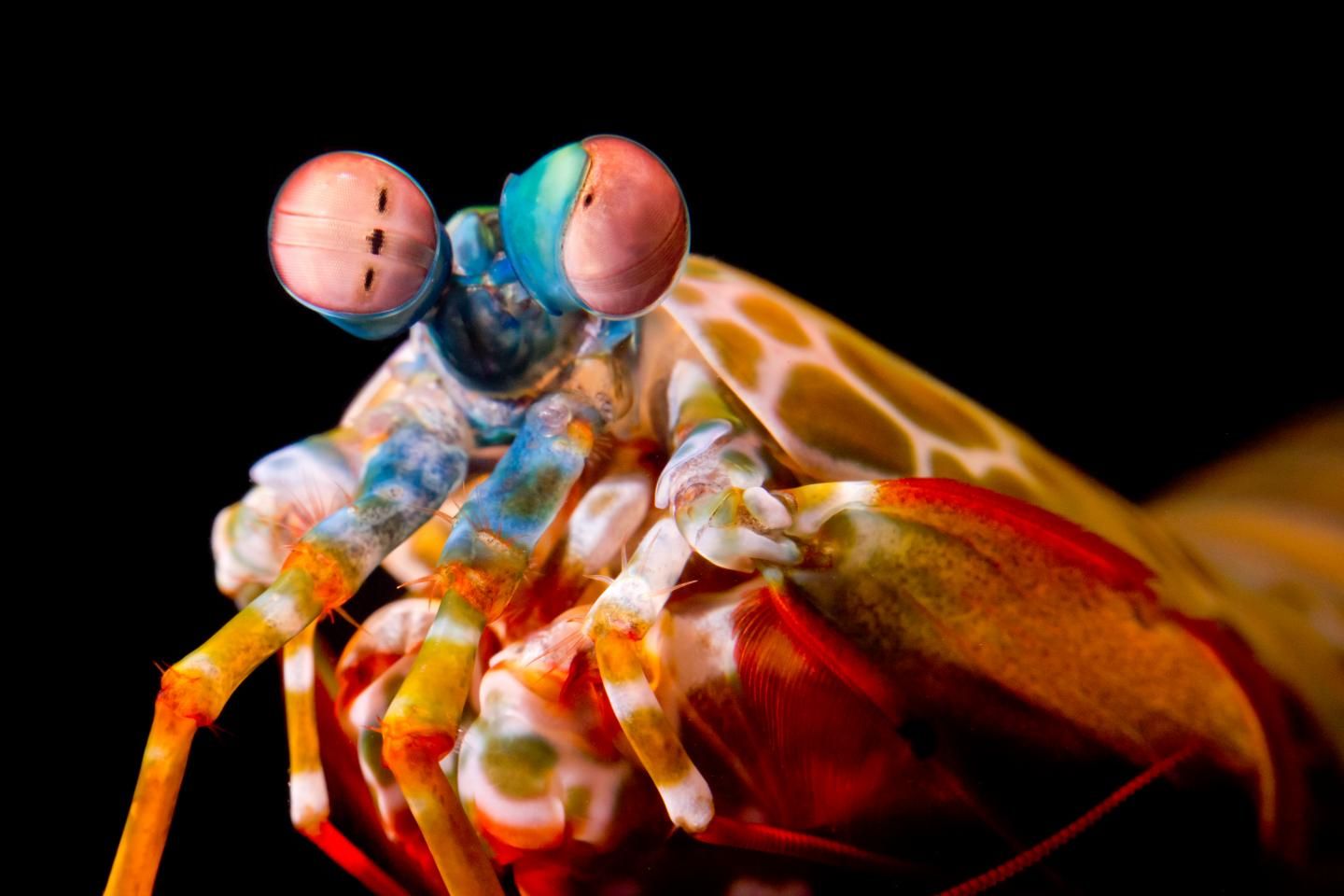 Mantis Shrimp Eyes