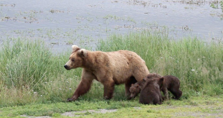 Bears Live Cam