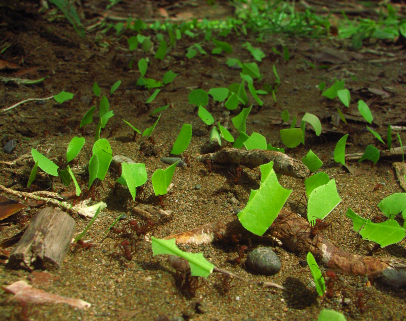 leaf-cutter-ants