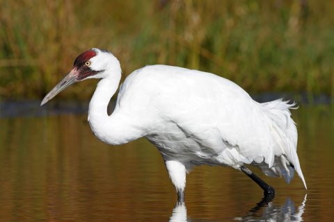 whooping-crane