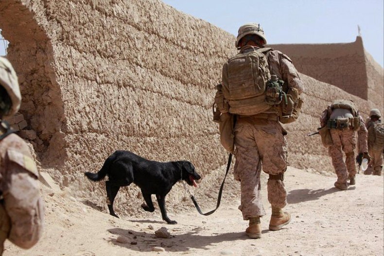 Matthew O’Hara and his dog, Rocky, in Afghanistan. Weston took on the White House to reunite them.