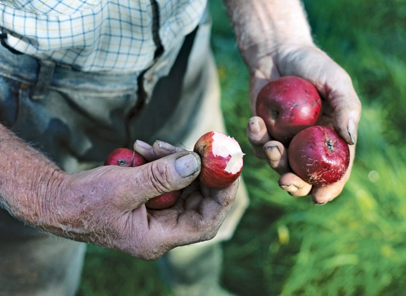 09_02_Apples_02