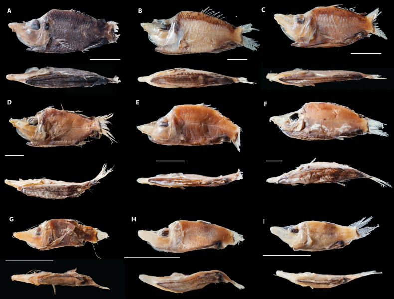 new-fish
