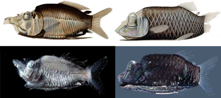 Two New Deep Sea Fish Produce Light in Their Belly