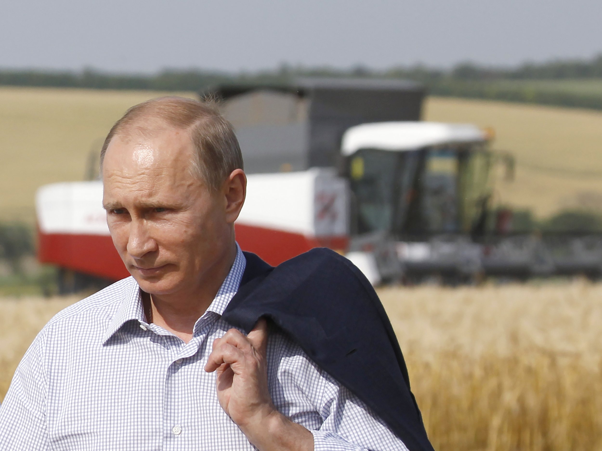 Putin in a barley field