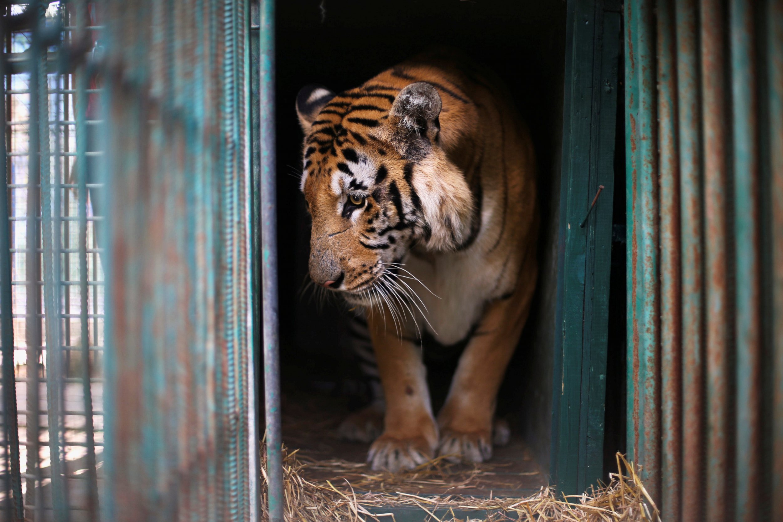 Laziz the tiger