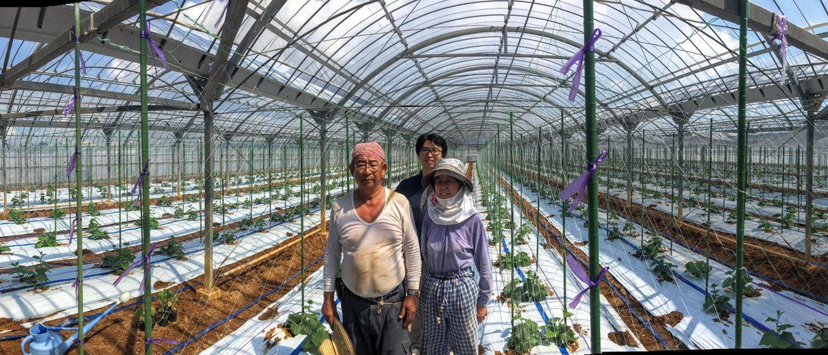 artificial intelligence japan cucumber farm AI