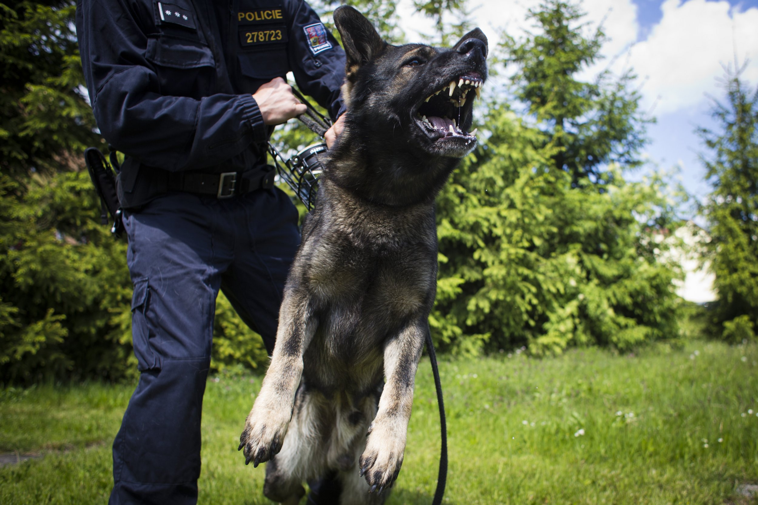 shepherd police dog