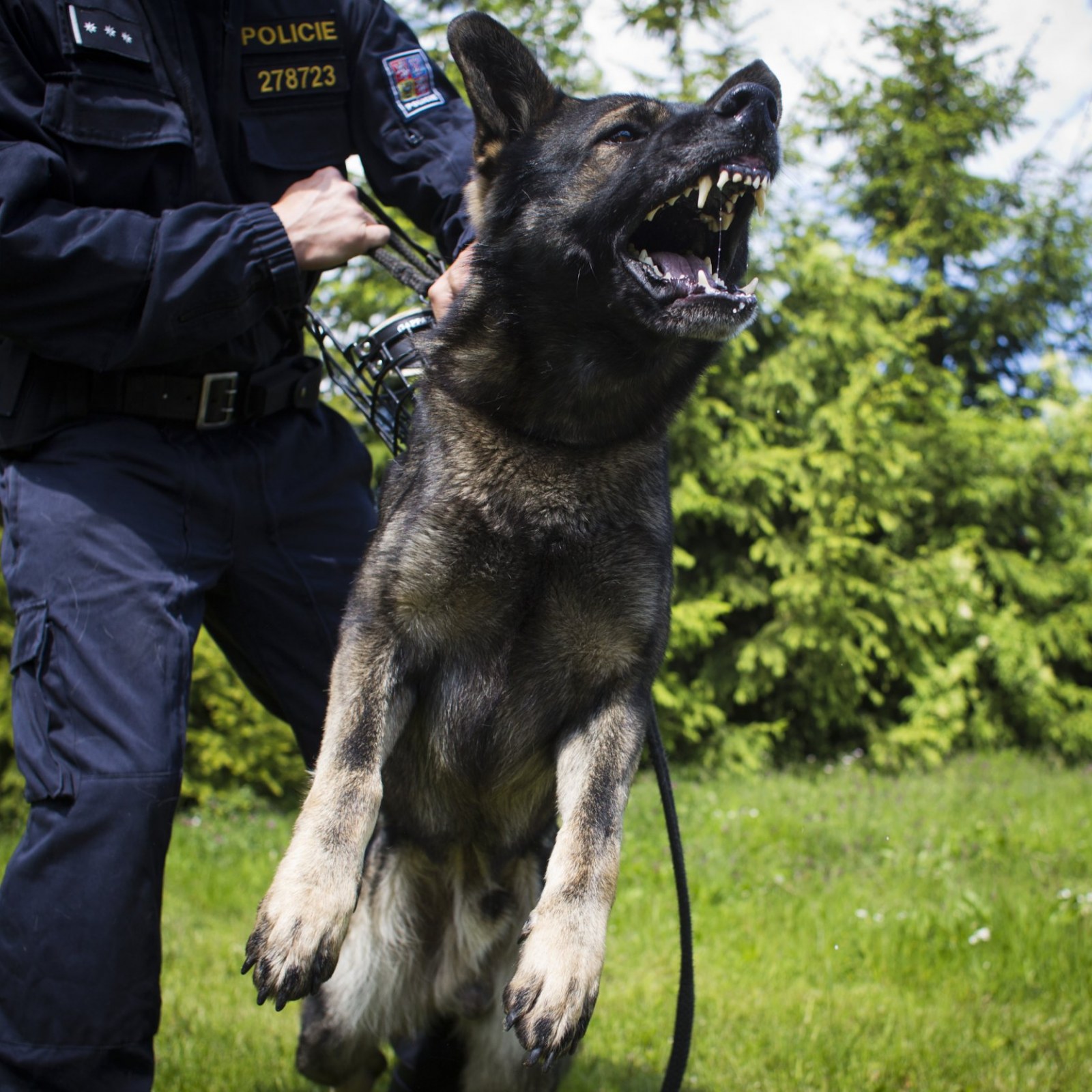 best police dog breeds