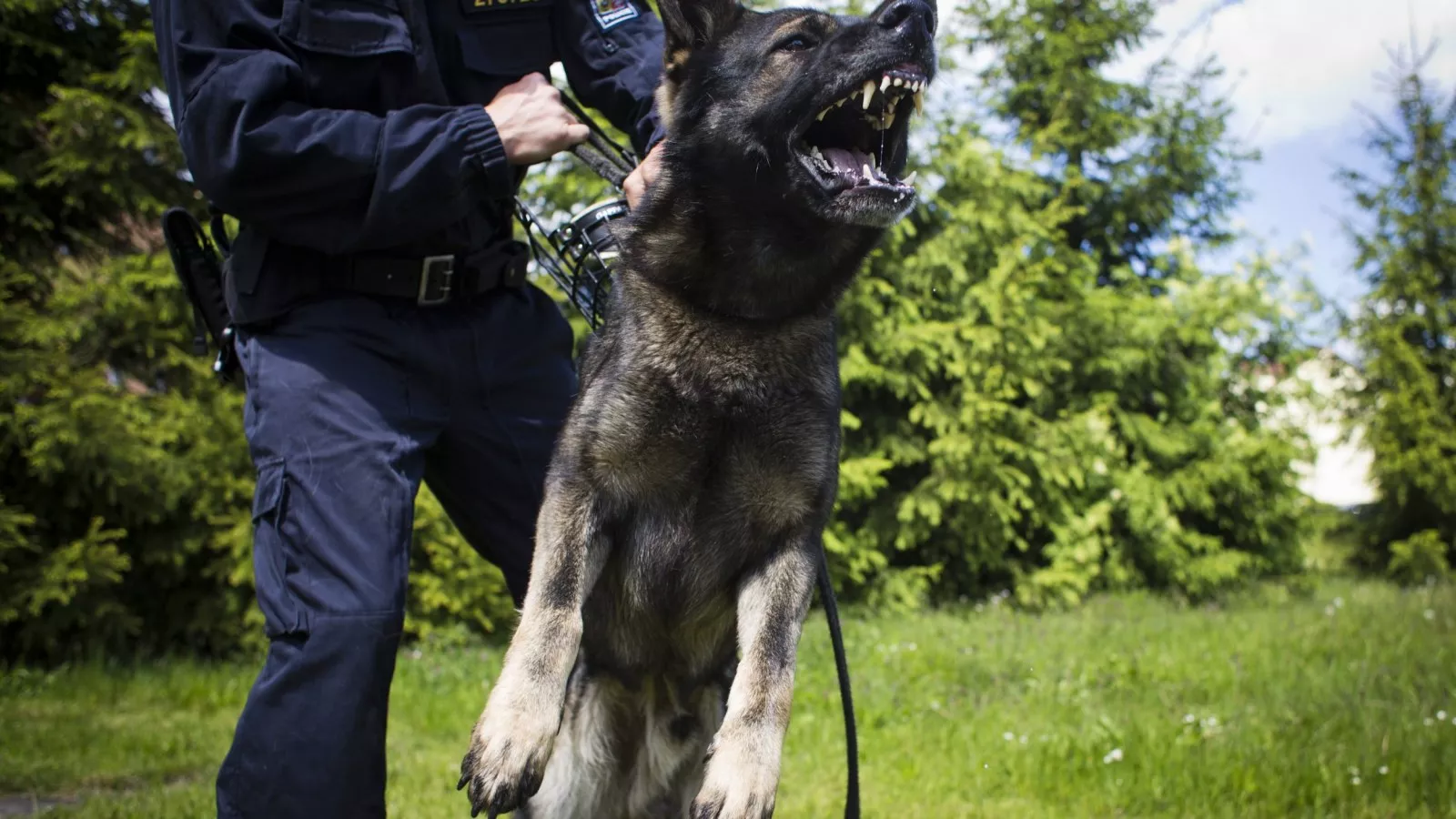 Police and dog hotsell