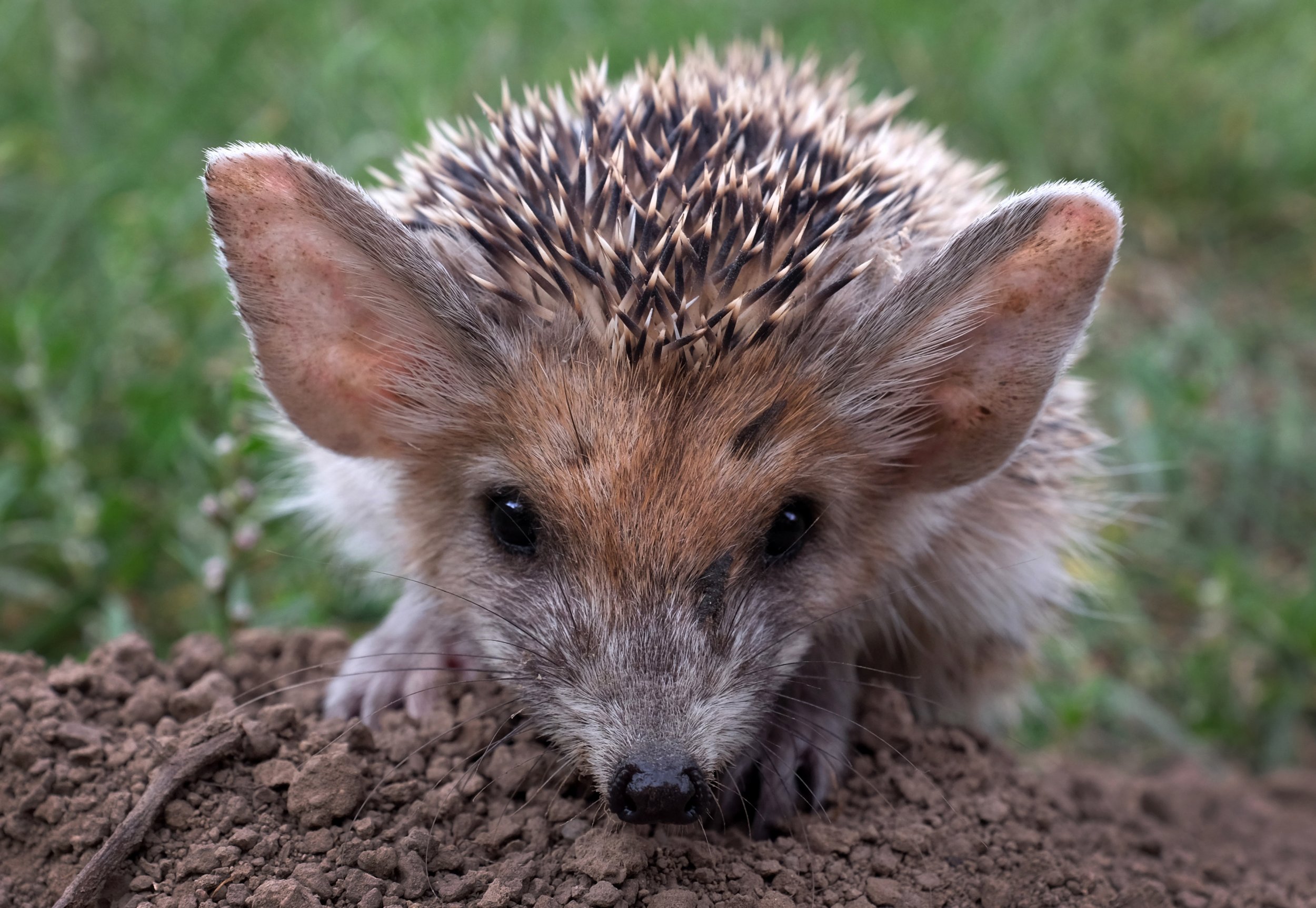 Hedgehog Breeds