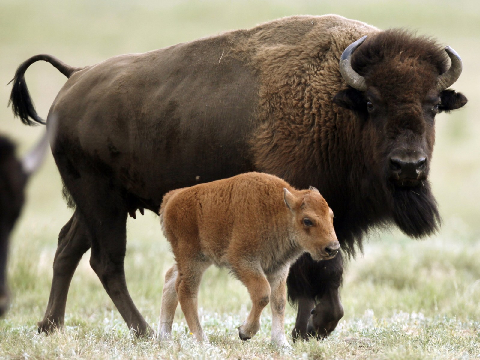 The Bison Didn T Stand A Chance The Bison Didn T Stand A Chance