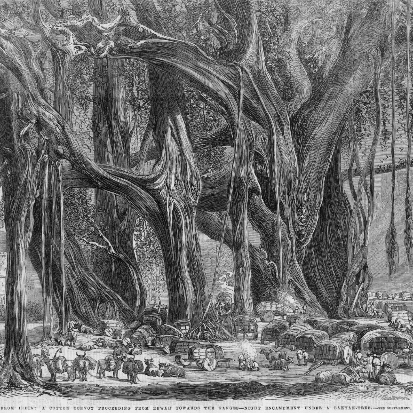 The Majesty And Mystery Of India S Sacred Banyan Trees