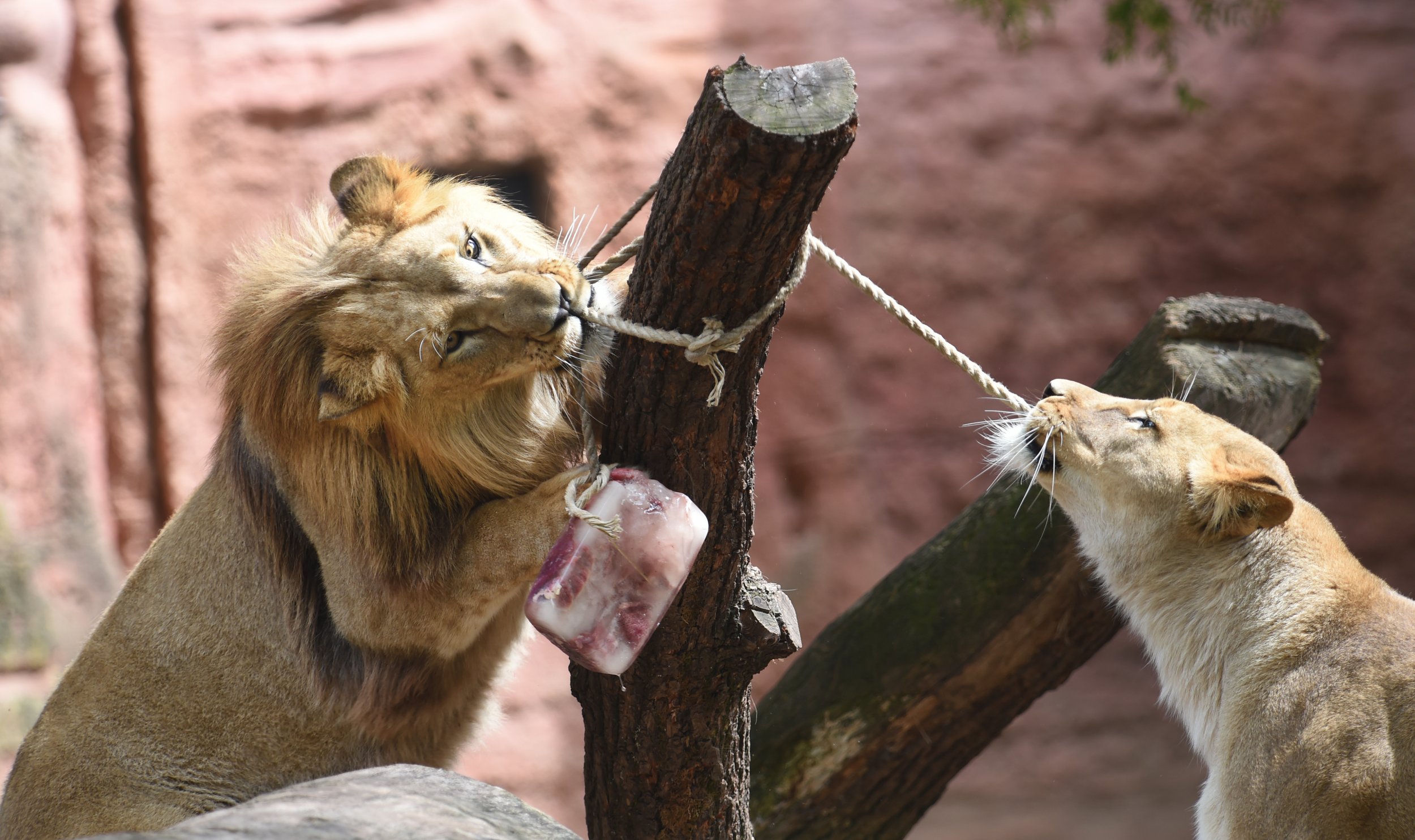 Lions Germany