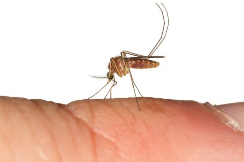 Mosquito-feeding