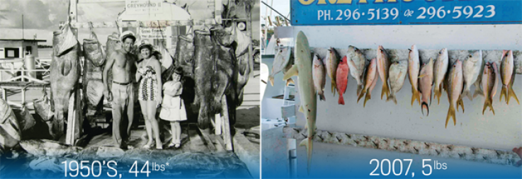 endangered-sea-fe56-2ndary endangered-sea-fe56-2ndary