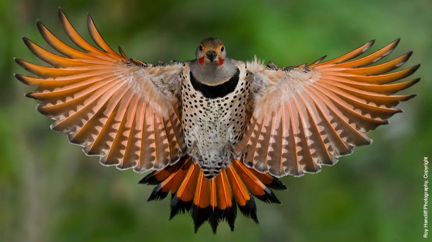 An Invasive Berry Is Turning Birds' Feathers Red