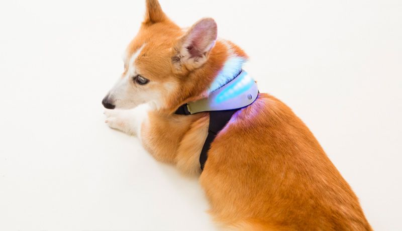 Smart collar for sales pets