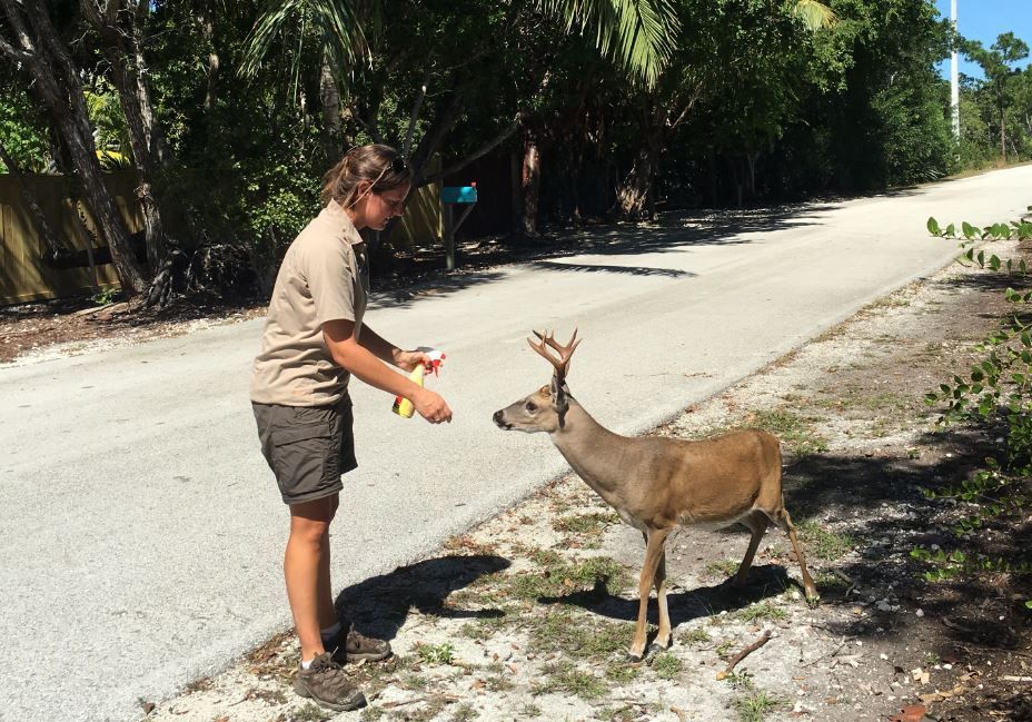 key-deer