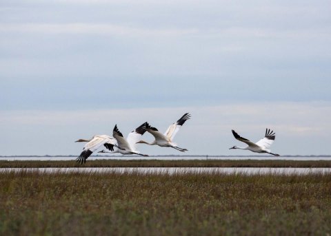 whooping-cranes-flying