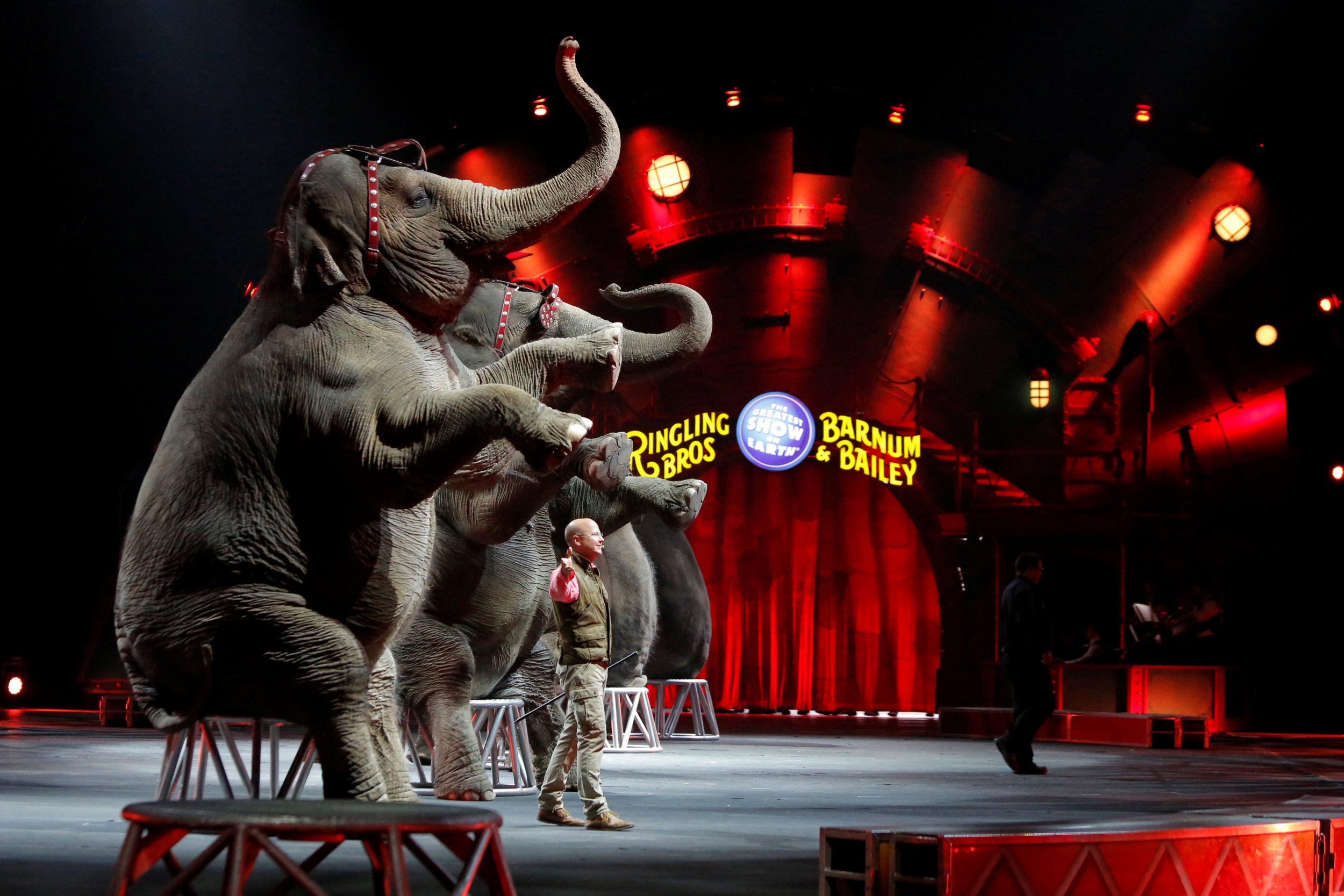 circus animals cruelty