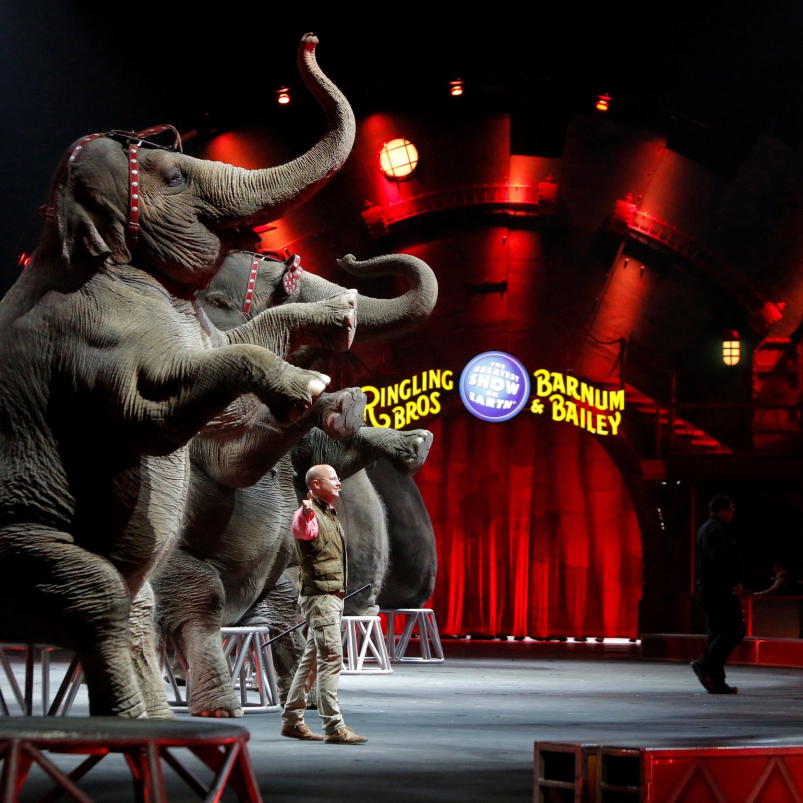 Cruelty to Circus Animals Is Not Entertainment