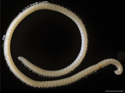 11_18_Millipede_02 11_18_Millipede_02