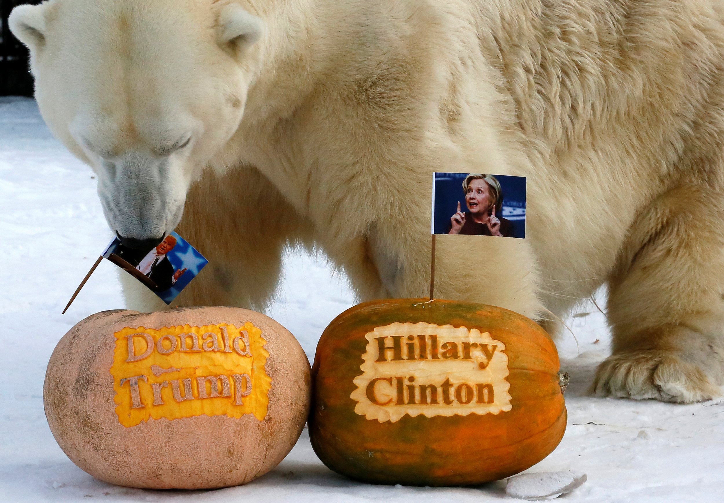 2016 U.S. Presidential Election Russian Polar Bear Picks Trump