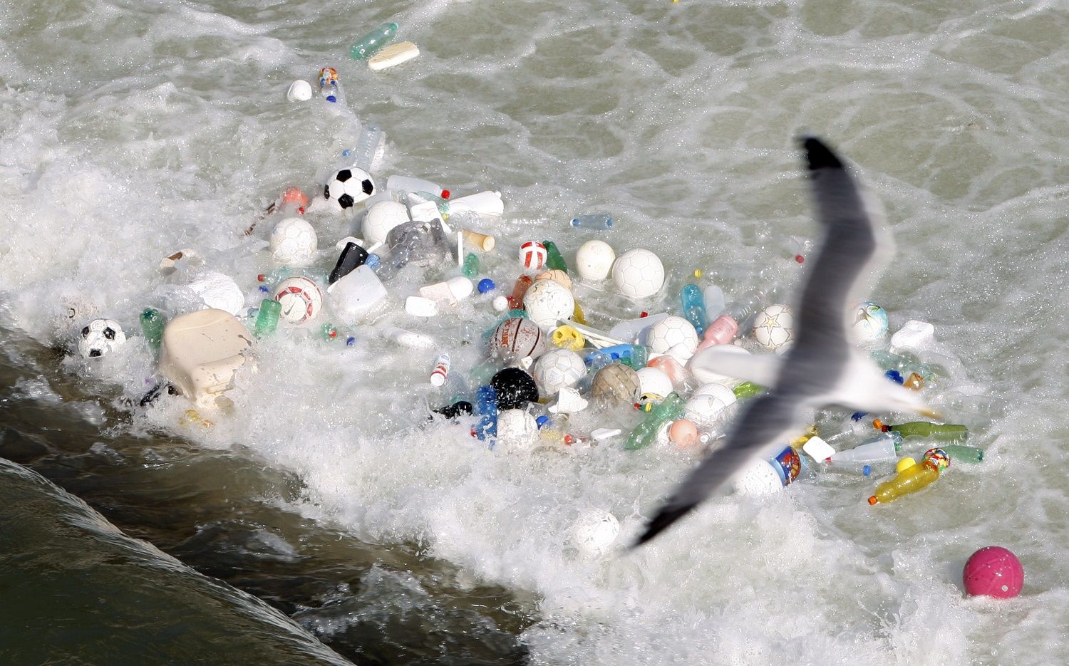 ocean waste environment algae seabird