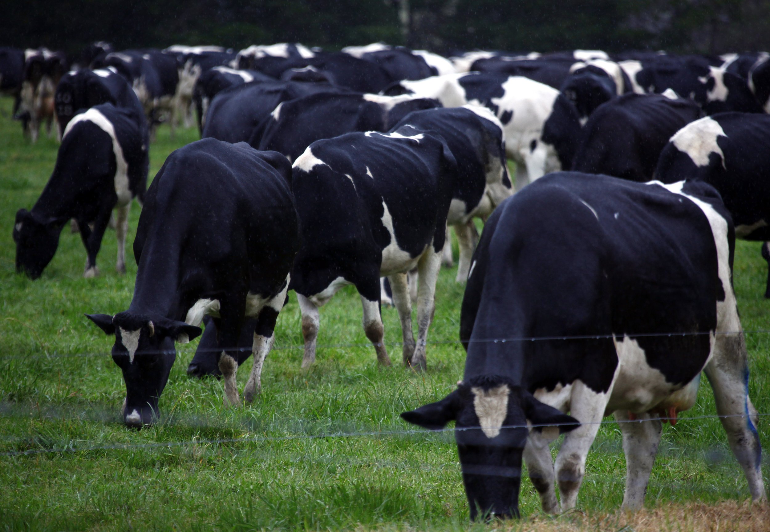 One Bull Sired 14 Percent Of US Dairy Cows Buried In His Genes