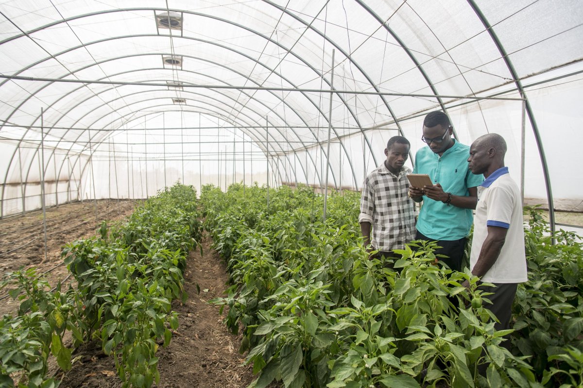 Africa startup Farmerline farmer app