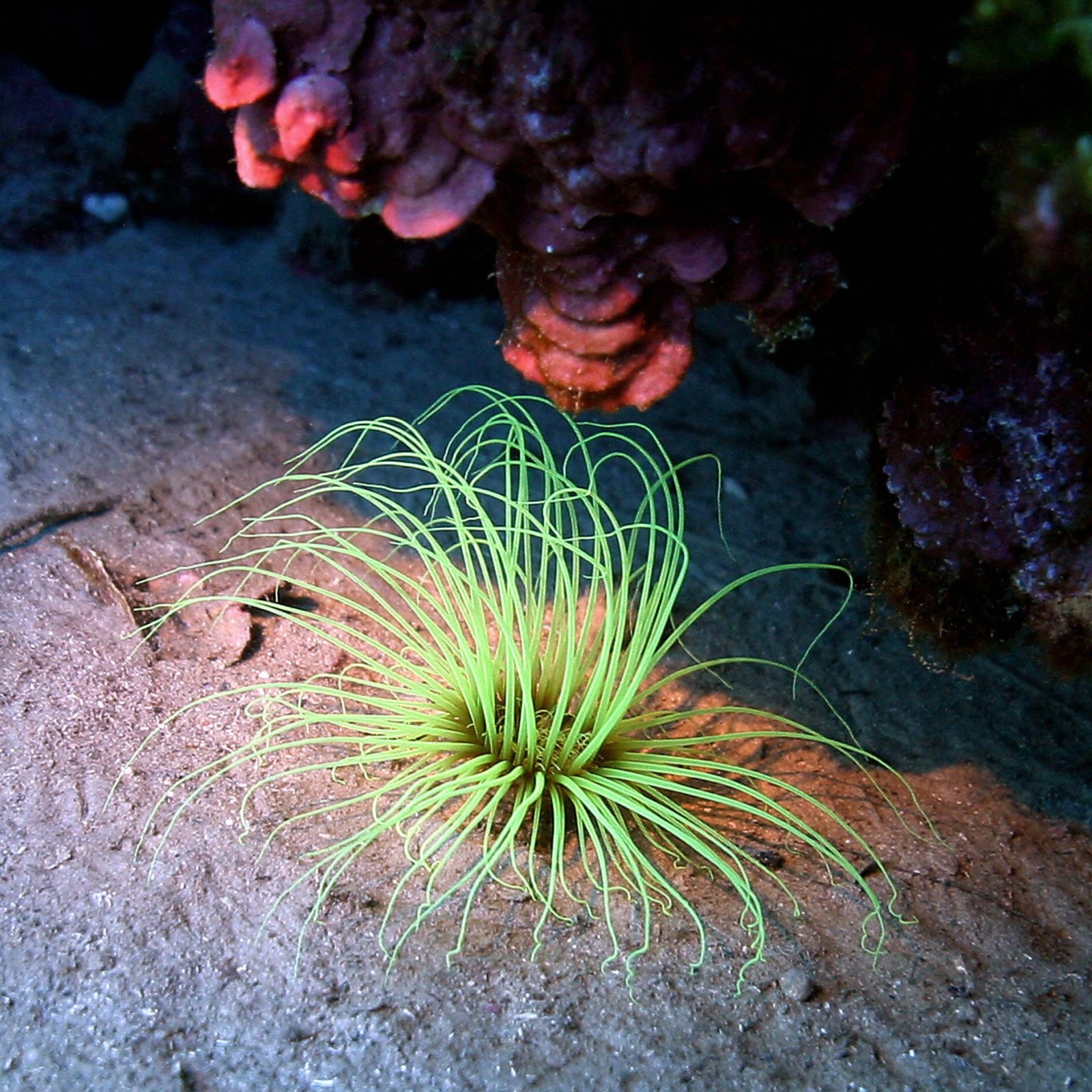 Plants or Animals? These Organisms Defy Categories