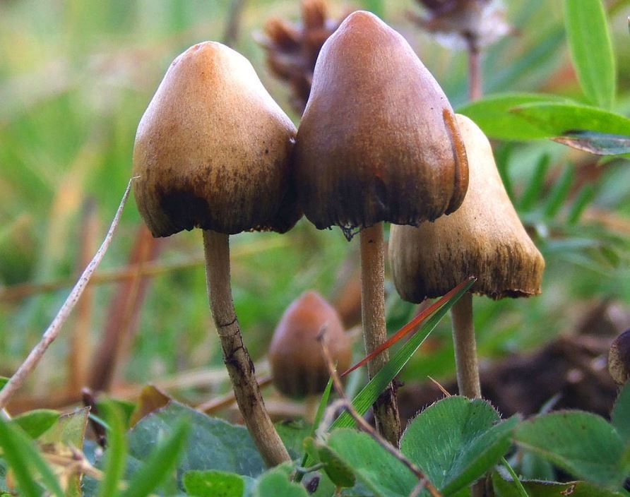 hallucination mushrooms