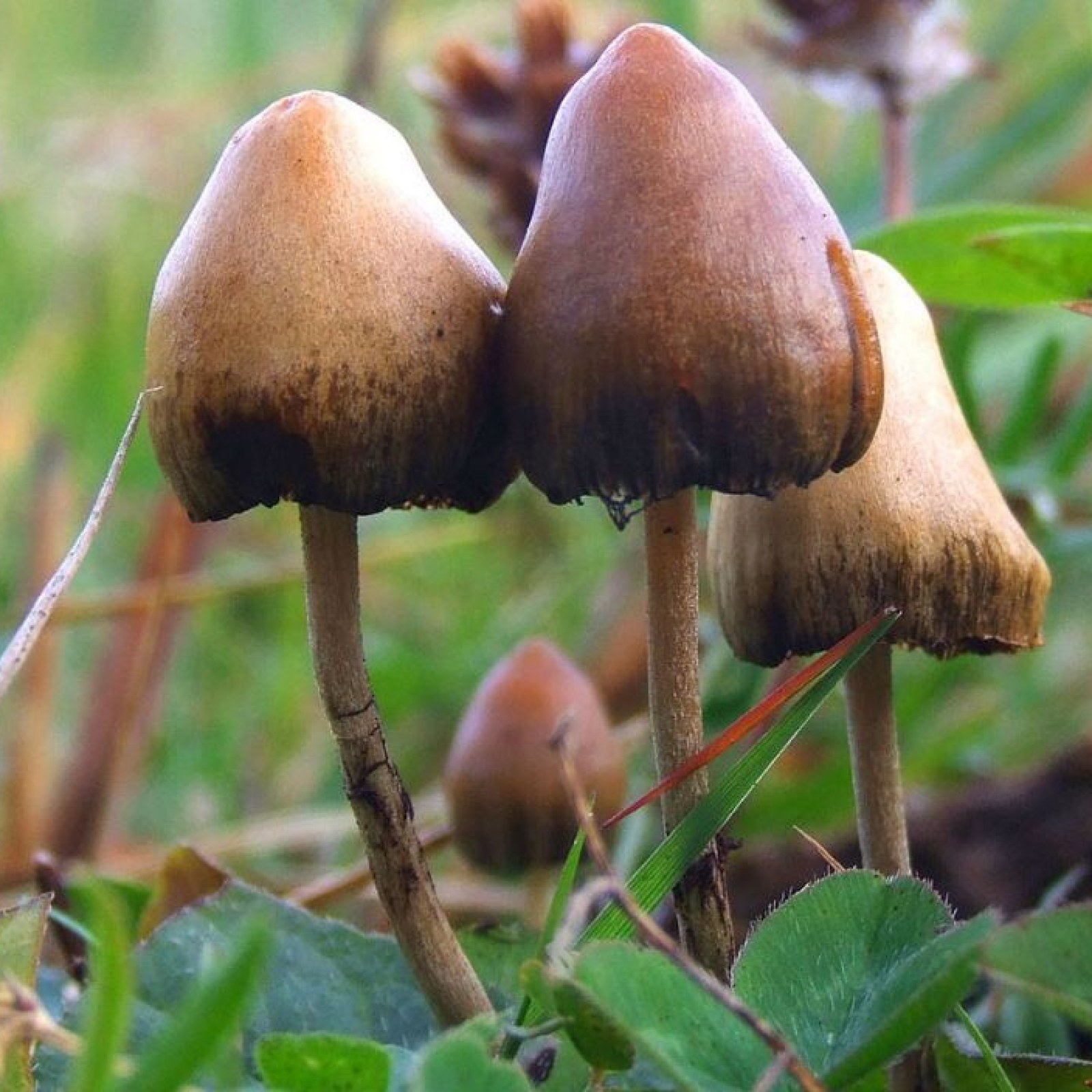 Psychedelic Mushrooms Michigan - All Mushroom Info
