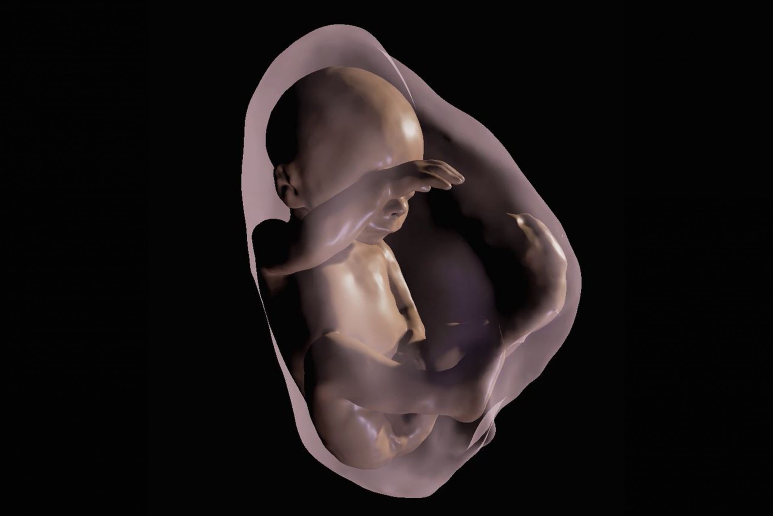 Ребенок в утробе анатомия