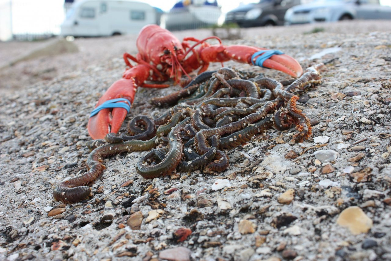 Lobster-blood-worms