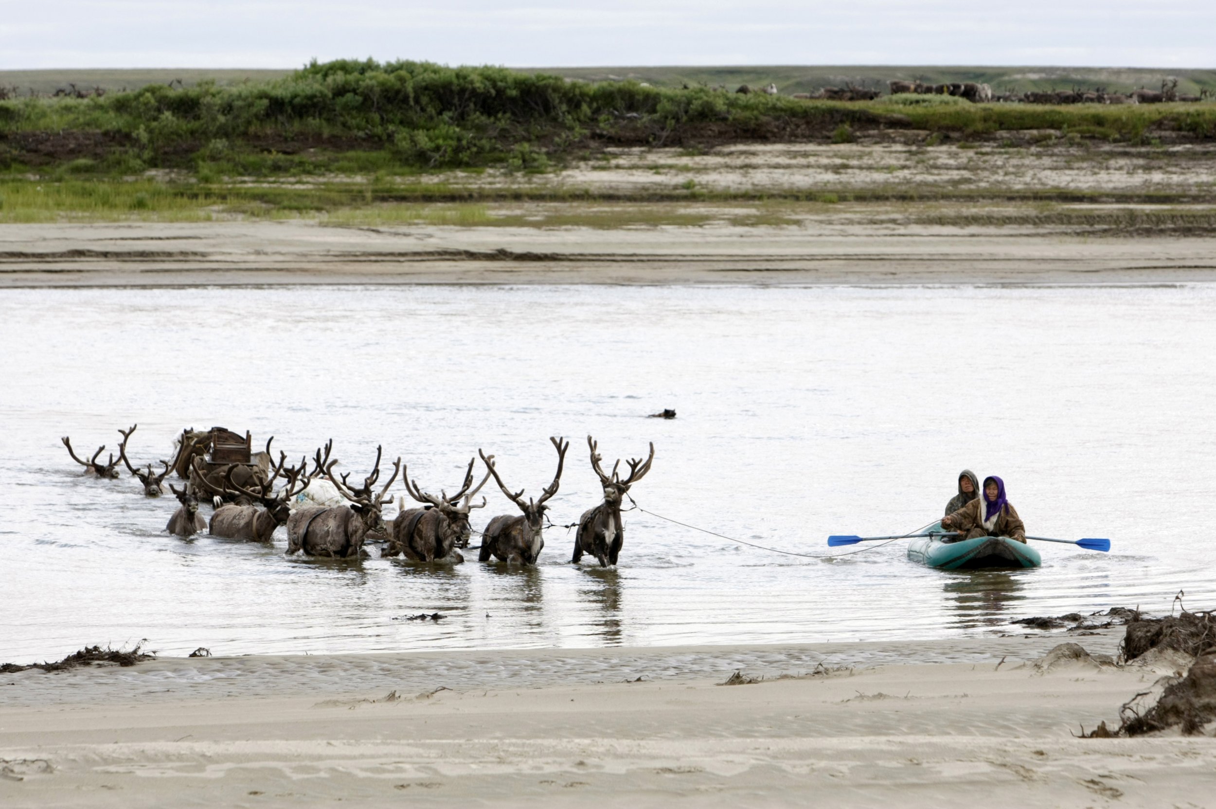 Reindeer in Russia