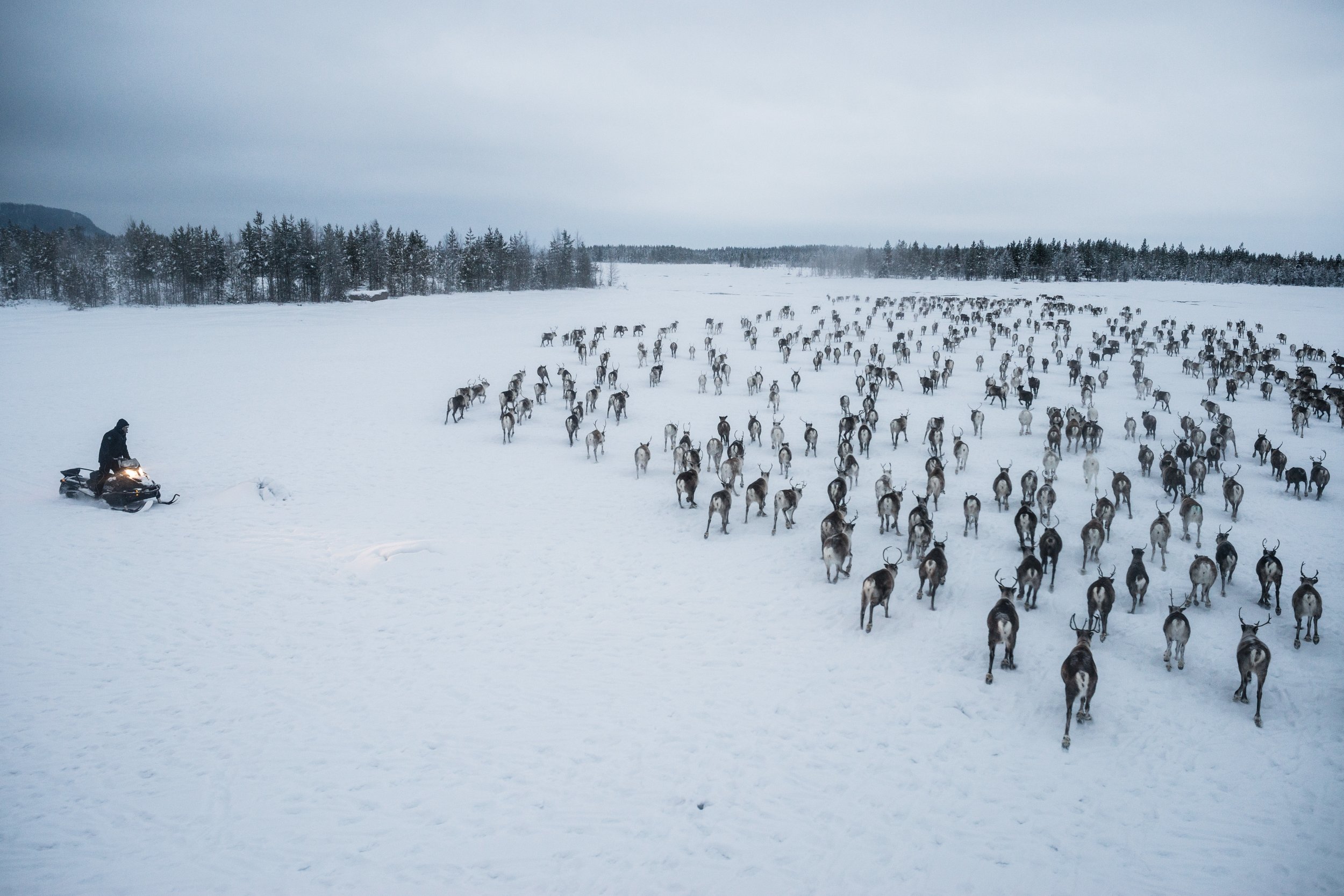 Reindeer Resistance: Indigenous Herders Protecting Way of Life