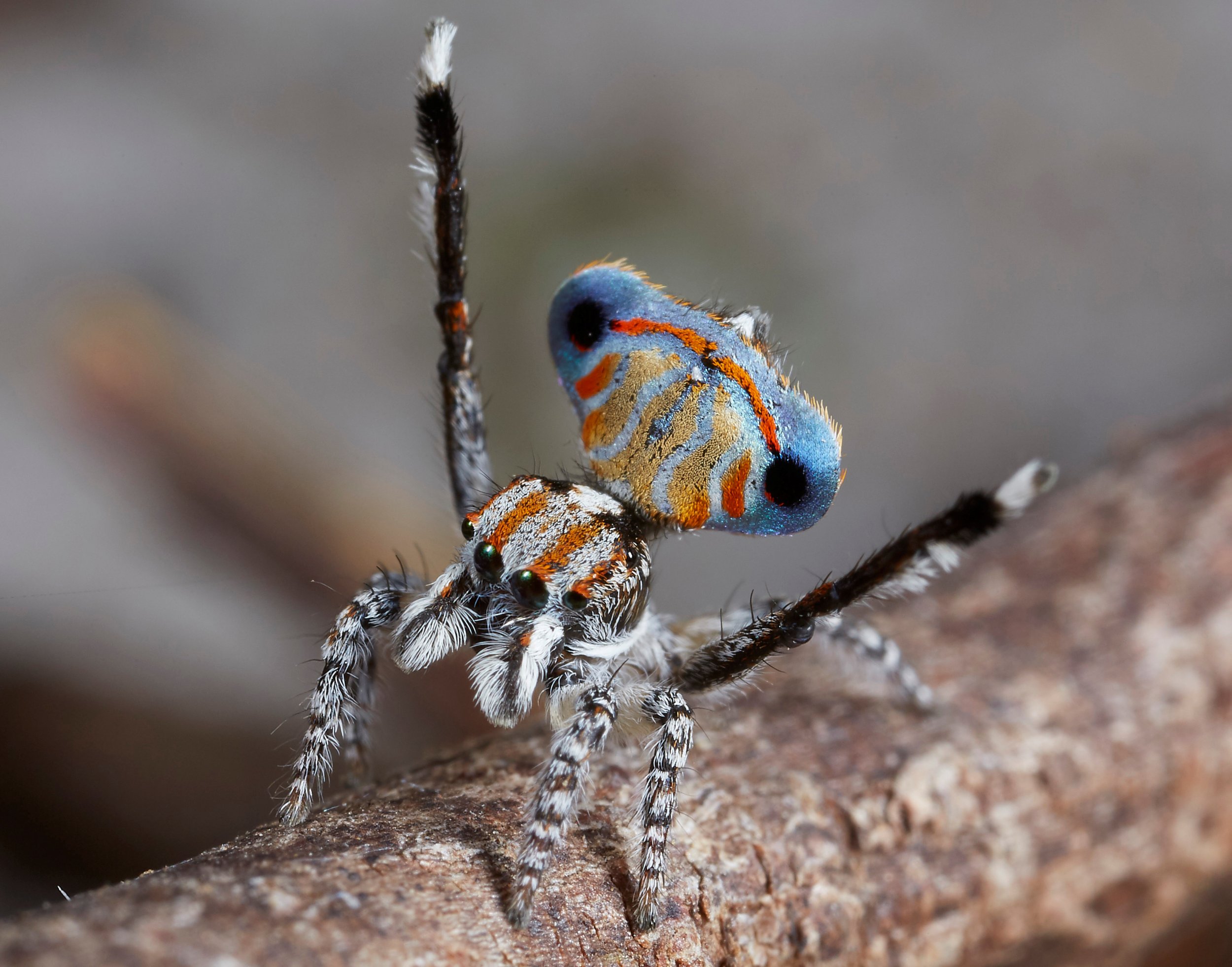 Seven New Species of Australian Peacock Spiders Discovered, Biology