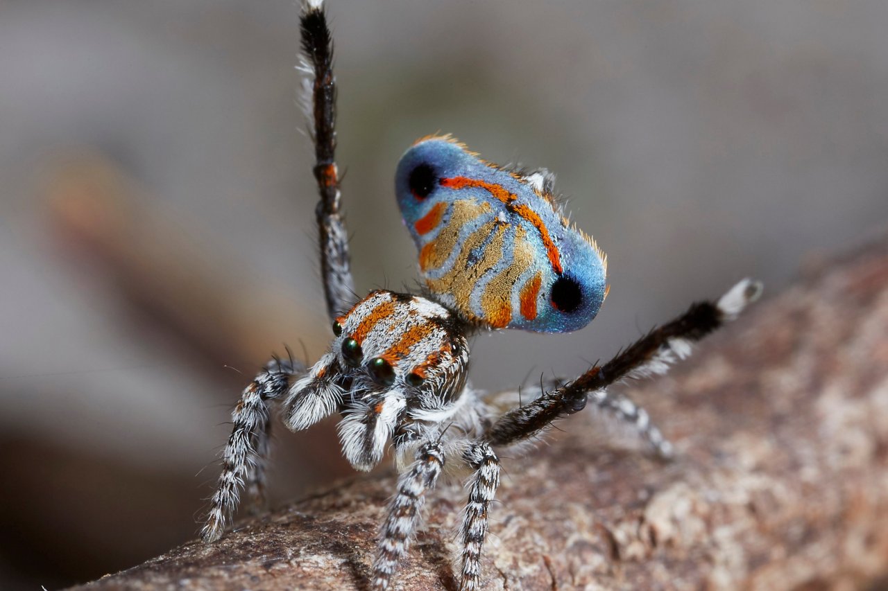 New Species of Spiders Discovered in Southern Israel